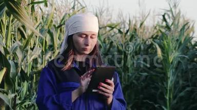 女农学家或农民用平板电脑检查田间绿色玉米的质量